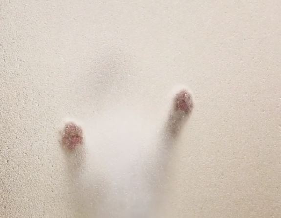 ▲ 洗澡洗到一半，門外突然出現「2隻貓掌」，讓他嚇了一跳。（圖／翻攝自Instagram／crepe_bengal）