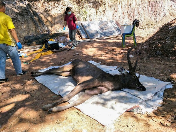 ▲▼泰國坤沙坦國家公園野鹿，誤食7公斤重塑膠垃圾慘死。（圖／CFP）