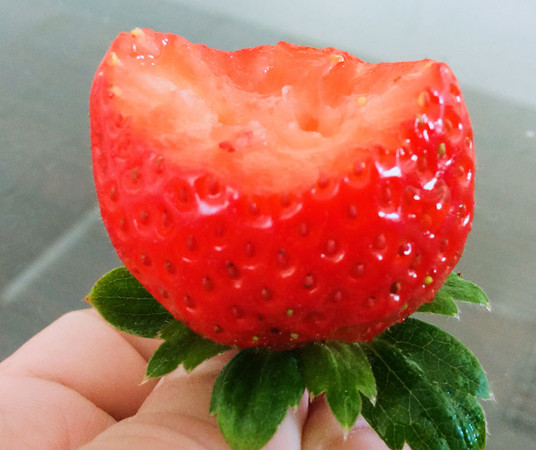 ▲因暖冬關係，大湖草莓季今年提前開跑。（圖／大湖旅遊網提供，請勿隨意翻拍，以免侵權）