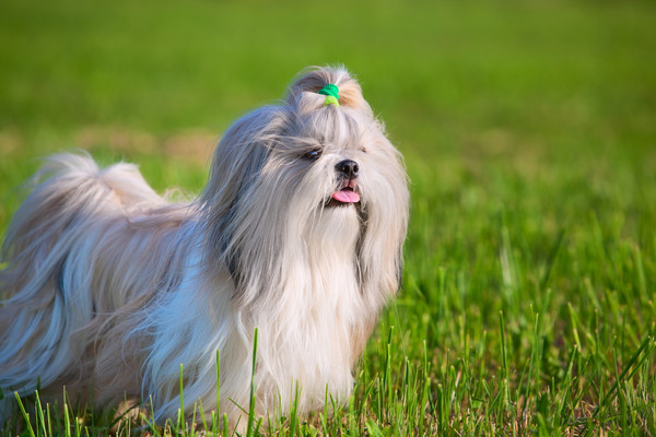 ▲▼西施犬,狗,寵物。（圖／達志影像／示意圖）