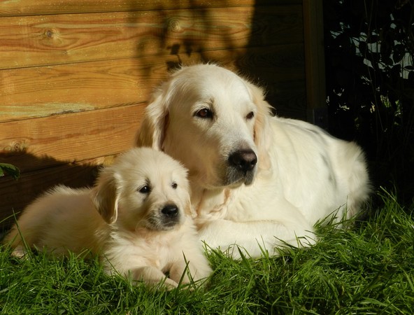 ▲英國忙碌夫婦正找人來照顧他們的兩隻黃金獵犬。（圖／取自免費圖庫pixabay）
