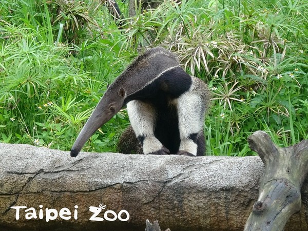 ▲▼大食蟻獸。（圖／台北市立動物園提供）