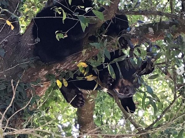 ▲▼害怕躲在樹上的小熊。（圖／翻攝自Facebook／instagram）