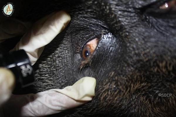 ▲▼ 印尼亞齊省上周一隻公猩猩被氣槍攻擊，身中至少24槍，雙眼失明。（圖／翻攝自／Sumatran Orangutan Conservation Programme(SOCP)）
