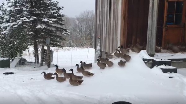 ▲放風囉！鴨鴨開心衝雪地　下秒「整群轉身」搶著撤退：冷爆啦。（圖／翻攝自Facebook／Melissa Hoffman）