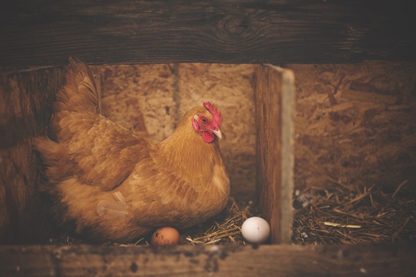 ▲▼雞蛋,母雞。（圖／取自免費圖庫pixabay）