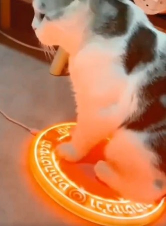 回寶位充電！貓咪一坐召喚魔法陣。（圖／翻攝自推特@sharekuma_）