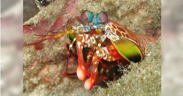 蝦蛄擁有12色視覺，人類只有3色。（圖／翻攝自flickr）