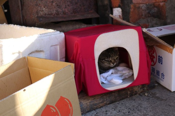 （圖／翻攝自Facebook／猫の島　青島物語 Cat Island Aoshima）