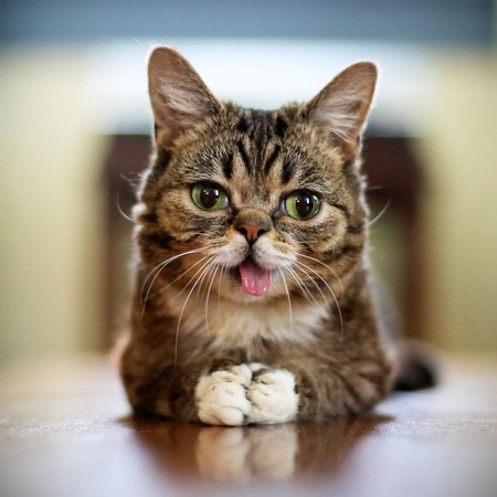 ▲吐舌貓Lil Bub離世！8年來為動物募款2千萬　300萬粉絲不捨。（圖／翻攝自Lil Bub粉絲專頁）