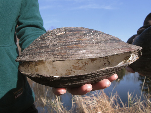 ▲▼紐澤西州發現超巨大的「背角無齒蚌」（Chinese pond mussel）。（圖／達志影像／美聯社）