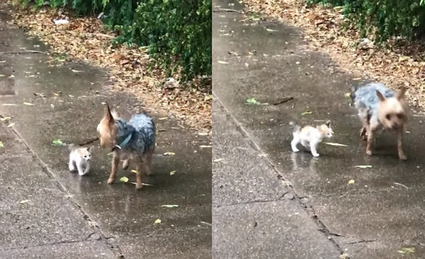 ▲▼「媽，我要養牠！」約克夏遇到流浪奶貓　雨中引領跟回家。（圖／翻攝自YouTube／Happily）