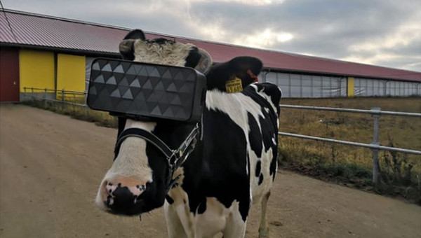靠幻想產奶！「乳牛戴上VR」乳汁狂噴  酪農大笑：牠們不會焦慮了（圖／莫斯科農業與食品局）