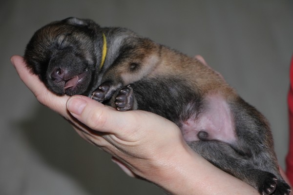 ▲▼英國狗媽媽一次產下21隻幼犬。（圖／（圖／取自免費圖庫pixabay）