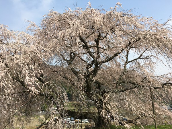 ▲▼日本,奈良,櫻花,近鐵周遊券,日商近鐵。（圖／日商近鐵提供）