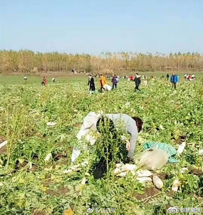 ▲▼湖北武漢200畝的蘿蔔全被拔走。（圖／翻攝微博）
