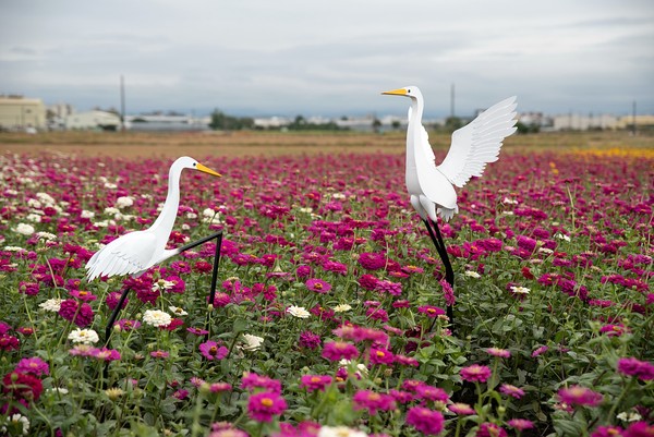 ▲▼  嘉義市花海節。（圖／黃有助提供）