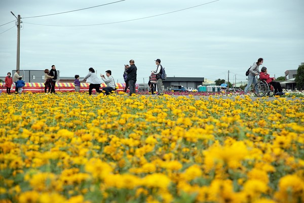 ▲▼  嘉義市花海節。（圖／黃有助提供）