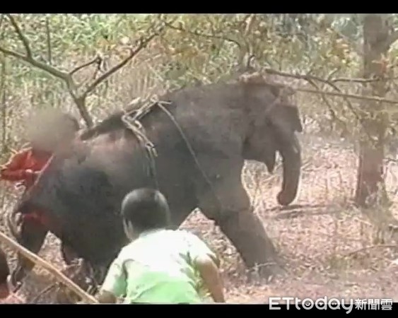 大象四肢遭綁強迫跪下、反抗被鐵鋤打　只為供人騎乘娛樂 | ETtoday