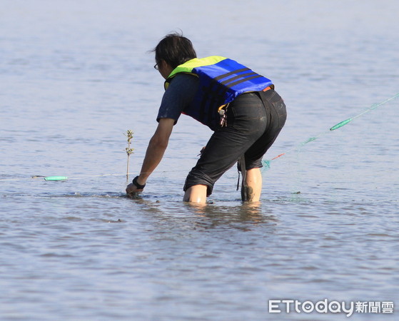 ▲台南鹽水溪口鳥友發現有一隻小鳥卡泥灘上的魚網上掙扎，危急之際有民眾捲起褲管走下泥灘，救下這隻鳥放飛，這幕情景溫馨感人。（圖／黃蜀婷提供，下同）