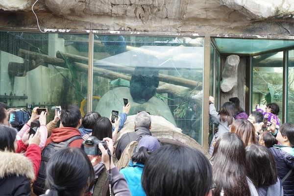 終結單身！北市動物園金剛娶老婆。（圖／台北市立動物園提供）