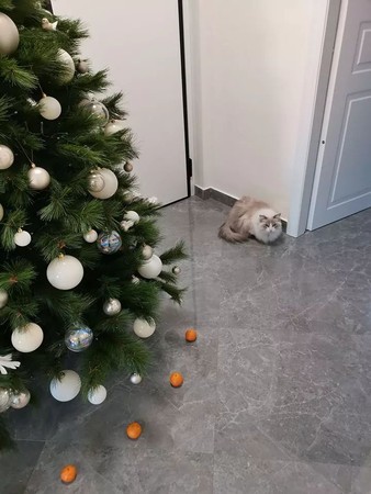 ▲奴才擺「橘子結界」保護聖誕樹　貓貓臭臉窩旁邊：算你贏了！。（圖／翻攝自Reddit／u/Iatrogenia）
