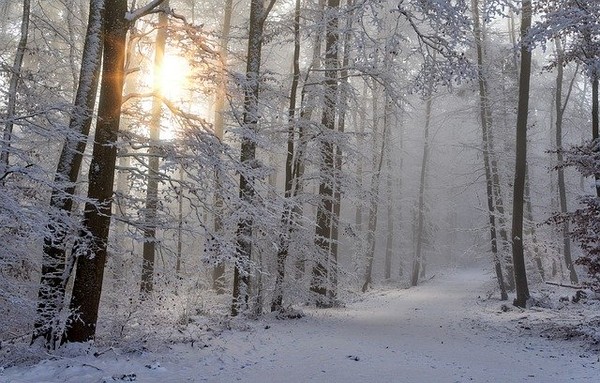 ▲▼雪,大雪,雪地。（圖／取自Pixabay）