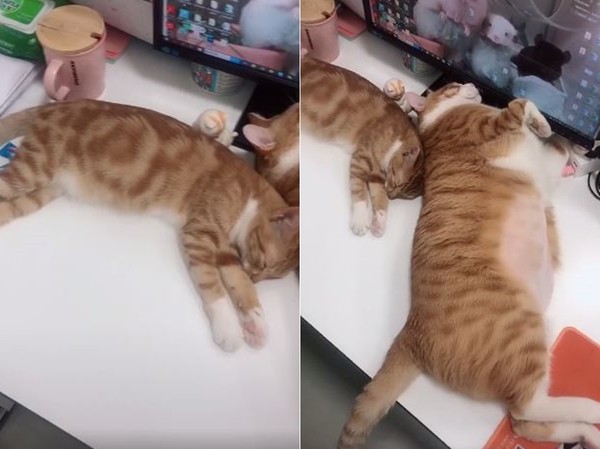 ▲橘貓和橘貓PLUS在辦公桌上睡超熟。（圖／翻攝自抖音APP「98550745」）