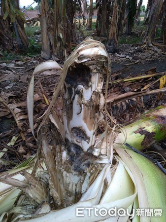 ▲溪州鄉香蕉園被破壞。（圖／記者唐詠絮翻攝）