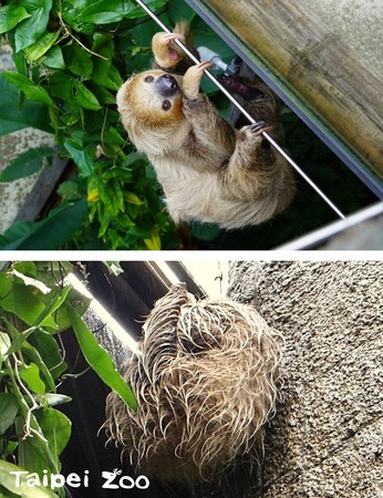 寒流來襲！水獺躲樹洞、樹懶蜷樹上。（圖／台北市立動物園提供）