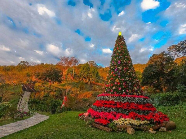 ▲｢桃園山城紅花節｣打造全台海拔最高的聖誕紅樹。（圖／桃園觀光導覽網）