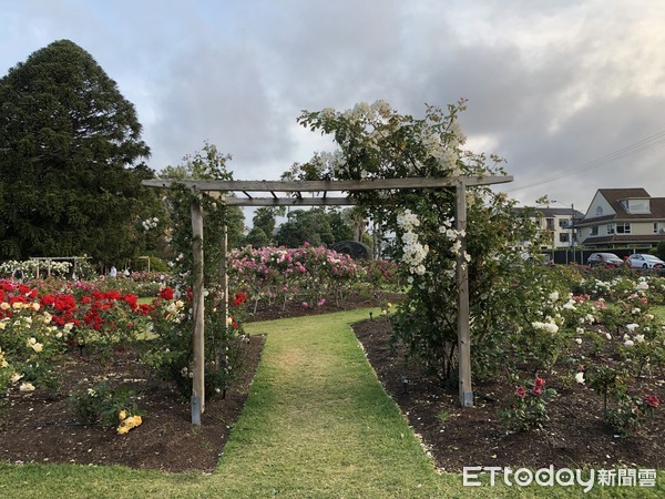 ▲▼紐西蘭北島奧克蘭玫瑰花園,Dove Myer Robinson Park Parnell Rose Garden 。（圖／記者陳詩璧攝）