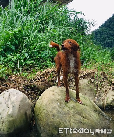 ▲冬天來了！　阿汪睡覺捲成正圓形「草莓甜甜圈」抬頭萌翻。（圖／飼主Gale Ho提供）