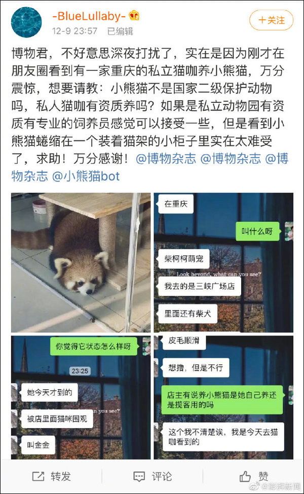 ▲▼重慶貓咪主題咖啡廳竟出現小熊貓。（圖／翻攝自微博）