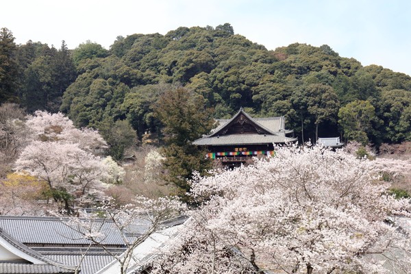 ▲▼日本,奈良,櫻花,近鐵,周遊券。（圖／日商近鐵提供）