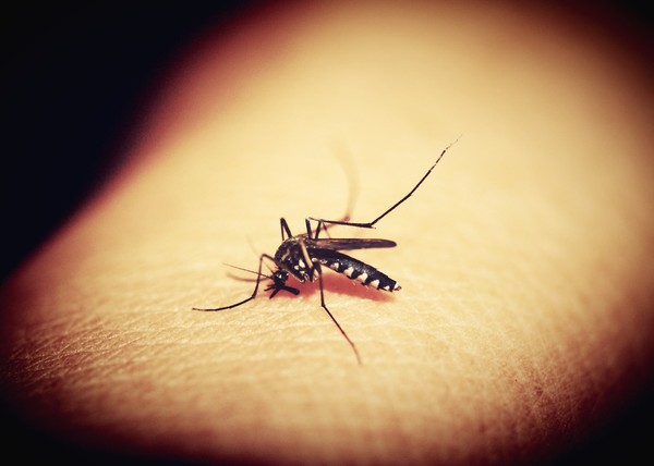 ▲▼蚊子。（圖／取自Pixabay）