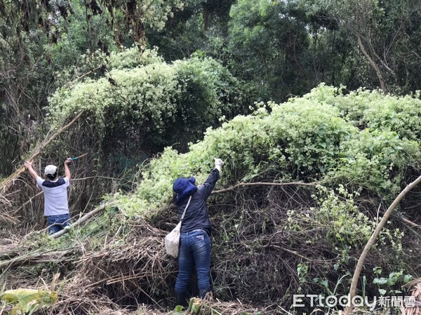 ▲▼每年10月到隔年2月為小花蔓澤蘭開花季，白色小花開滿山頭及遍布農林地，危害面積逐年擴大。（圖／花蓮縣政府提供，下同）