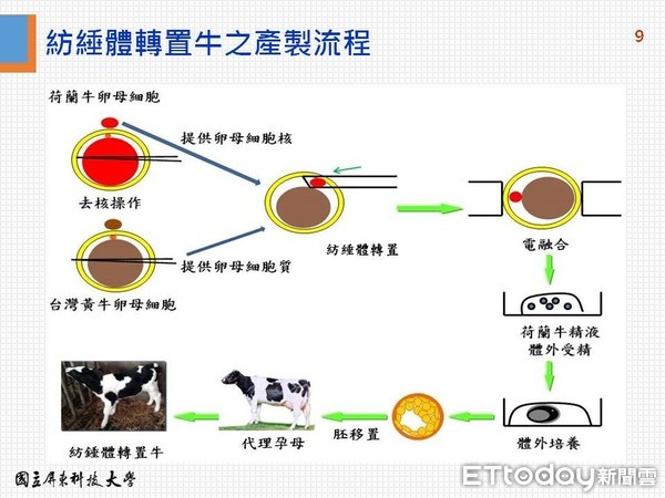 ▲屏東科技大學利用「紡綞體轉置技術」，成功將不耐熱荷蘭牛卵母細胞中的細胞核轉置到耐熱型台灣黃牛卵母細胞質中，成功產下四頭健康ST牛，創下世界首例。（圖／記者陳崑福翻攝）