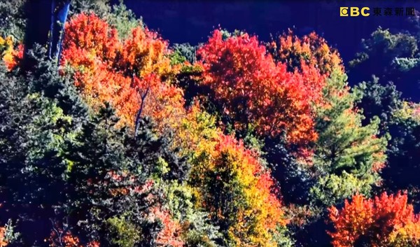 ▲▼紅榨槭楓葉見紅逾7成　南投塔塔加路面、山壁全結霜。（圖／東森新聞）