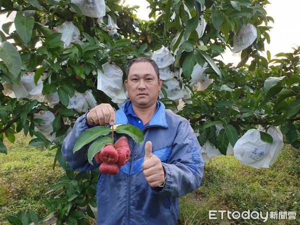 ▲屏東縣鹽埔鄉果農李明政種植的蓮霧，果粒汁多味美香甜            。（圖／記者陳崑福翻攝）