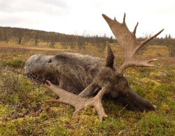 ▲▼英國獵人在挪威提供獵殺馴鹿的服務。（圖／翻攝scothunt.co.uk）