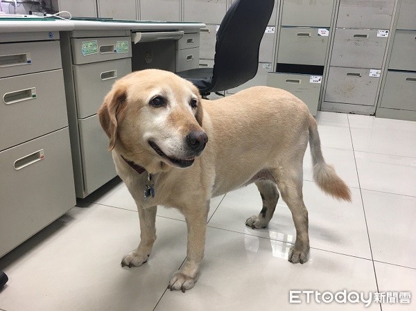 ▲平鎮派出所飼忠犬「拉拉」老死。（圖／平鎮警分局提供）