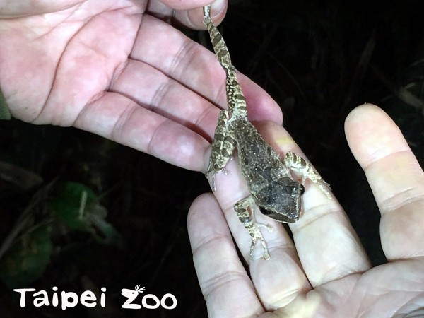 斑腿樹蛙清缸完變成「美味佳餚」。（圖／臺北市立動物園提供）