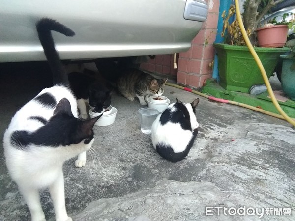 ▲起初只會偶爾餵貓，不知不覺社區內已有4隻貓。
