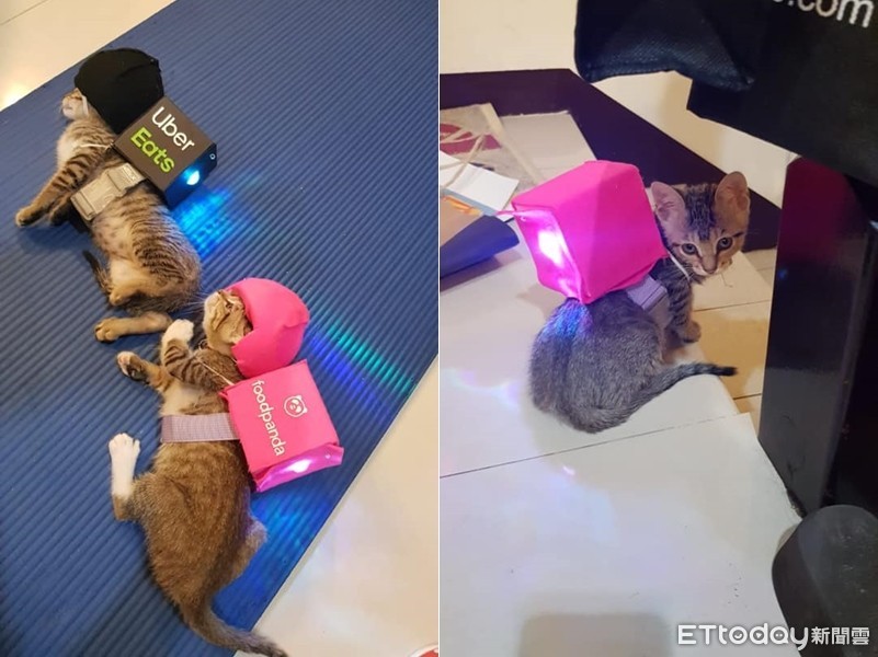 虎斑小兄妹「躲引擎蓋」找到家！　卻被逼當外送員...累倒罷工 | ETtoday寵物雲 | ETtoday新聞雲