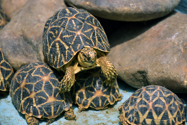 ▲▼印度星龜（Indian star tortoise）。（圖／路透）