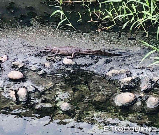 ▲台南新市區新市大排內驚傳有鱷魚出沒，台南市新市消防分隊據報前往捕捉，但鱷魚一到聲響馬上逃入草叢不見了，目前還在大排底下生活。（圖／記者林悅翻攝，下同）