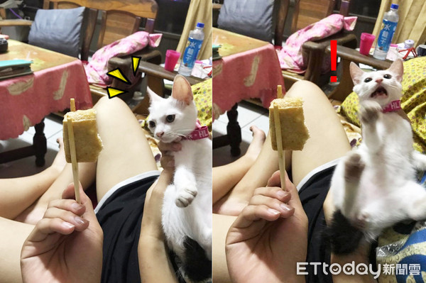 喵星人想吃臭豆腐。（圖／網友劉麗雯提供，請勿隨意翻拍，以免侵權。）