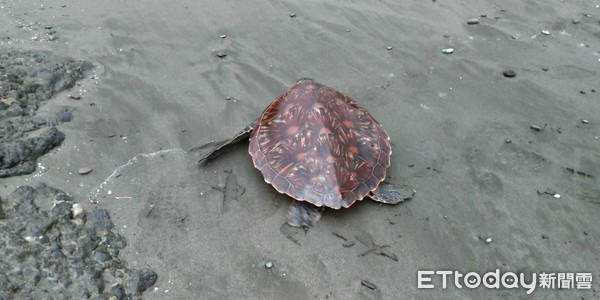 ▲綠蠵龜擱淺在石鼻港區沙灘上。（圖／記者楊鈞典翻攝）