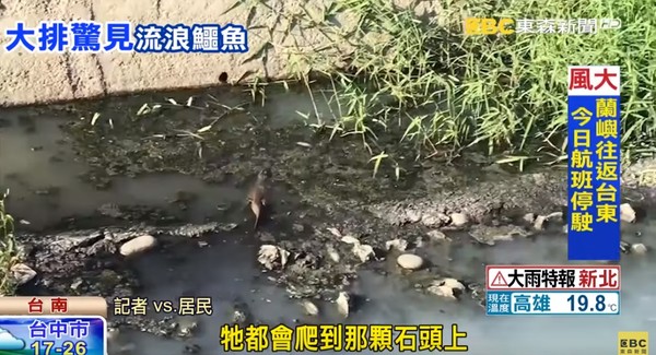 ▲▼台南新市大排有鱷魚。（圖／東森新聞）